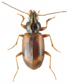Bembidion (Ocydromus) transversale Dejean, 1831