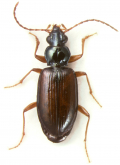 Bembidion (Ocyturanes) praeustum Dejean, 1831