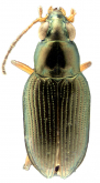Bembidion (Odontium) subfusum Darlington, 1959