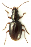 Bembidion (Omotaphus) alsium Coquerel, 1866