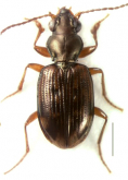 Bembidion (Omotaphus) gorilla Bonavita, Toledano & Vigna Taglianti, 2016