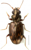 Bembidion (Omotaphus) mellissii Wollaston, 1869