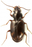 Bembidion (Omotaphus) scotti Netolitzky, 1931