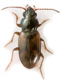 Bembidion (Peryphodes) ephippigerum (Leconte, 1852)