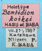Bembidion (Peryphus) koikei Habu & Baba, 1960