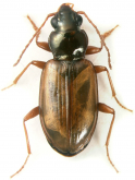 Bembidion (Peryphus) sejunctum Casey, 1918