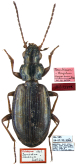 Bembidion (Peryphus) davaicum Jedlicka, 1968