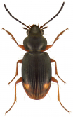 Bembidion (Philochthus) guttula (Fabricius, 1792)