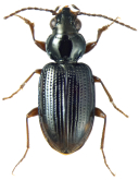 Bembidion (Philochthus) lunulatum (Geoffroy, In: Foucroy, 1785)