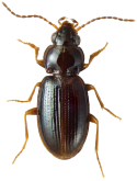 Bembidion (Phyla) obtusum Audinet-Serville, 1821