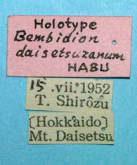Bembidion (Plataphodes) daisetsuzanum Habu, 1958