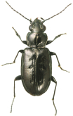 Bembidion (Plataphus) lividulum Casey, 1918