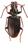 Bembidion (Plataphus) pseudolucillum Netolitzky, 1938a: 37