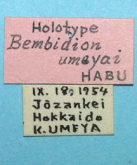 Bembidion (INCERTAE) umeyai Habu, 1959 (Label)