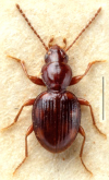Bembidion (Pseudophilochthus) dicksoniae (Wollaston, 1877)