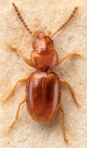 Bembidion (Pseudophilochthus) evanescens (Wollaston, 1877)