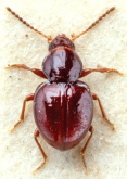 Bembidion (Pseudophilochthus) fossor (Wollaston, 1877)