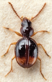 Bembidion (Pseudophilochthus) gemmulipenne (Wollaston, 1877)