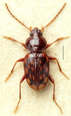Bembidion (Pseudophilochthus) grayanus (Wollaston, 1877)