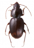 Bembidion (Pseudophilochthus) nubigena (Wollaston, 1877)