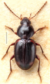 Bembidion (Pseudophilochthus) sublimbatum (Wollaston, 1877)