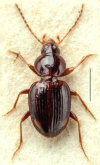 Bembidion (Pseudophilochthus) trechoides (Wollaston, 1877)