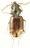 Bembidion (Sloanephila) jacksoniense Guerin Meneville, 1830