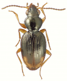 Bembidion (Sloanephila) tahitiense Liebherr & Maddison, 2013