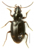 Bembidion (Taiwanobembidion) aliense Habu, 1973