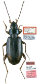 Bembidion (Terminophanes) terminale tujngoli Jedlicka, 1966