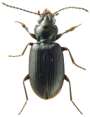 Bembidion (Trepanedoris) acutifrons Leconte, 1879