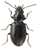 Bembidion (Trepanedoris) altipaludis Maddison, 2026