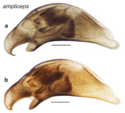 Bembidion (Trepanedoris) ampliceps Casey, 1918