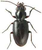 Bembidion (Trepanedoris) ampliceps Casey, 1918