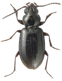 Bembidion (Trepanedoris) anacalypsi Mendez & Maddison, 2026