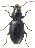 Bembidion (Trepanedoris) canadianum Casey, 1924