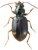 Bembidion (Trepanedoris) clemens clemens Casey, 1918