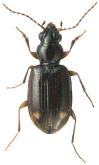 Bembidion (Trepanedoris) connivens (Leconte, 1852)