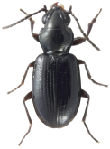 Bembidion (Trepanedoris) endeca Maddison & Sproul, 2026