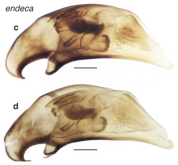 Bembidion (Trepanedoris) endeca Maddison & Sproul, 2026