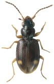 Bembidion (Trepanedoris) frontale (Leconte, 1848)