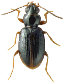 Bembidion (Trepanedoris) kieranae Maddison & Sproul, 2026