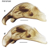 Bembidion (Trepanedoris) kieranae Maddison & Sproul, 2026