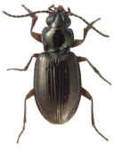 Bembidion (Trepanedoris) microreticulatum Hatch, 1950