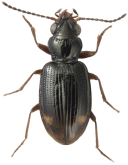 Bembidion (Trepanedoris) siticum Casey, 1918