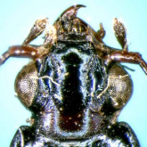Bembidion (Trichoplataphus) inaense Habu, 1956