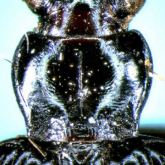Bembidion (Trichoplataphus) inaense Habu, 1956