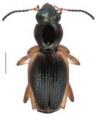Bembidion (Zecillenus) alacre (Broun, 1921)