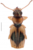 Bembidion (Zecillenus) albescens (Bates 1878)
