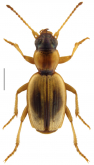 Bembidion (Zecillenus) chalmeri (Broun, 1886)